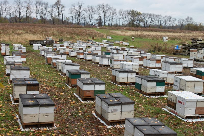 Honey bee farm near me sales